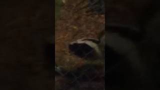 Skunk eating peanuts [upl. by Elysha]