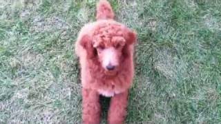 Standard Poodle Puppy Doing Tricks [upl. by Trinity]