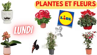 💥 ARRIVAGE LIDL💥 PLANTES ET FLEURS  23 janvier 2023  8 OFFRES  FRANCE [upl. by Abner]