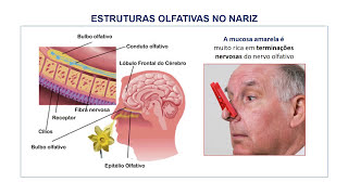 11 EMBRIOLOGIA DO OLFATO E SISTEMA RESPIRATORIO [upl. by Ahsiruam692]