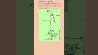 Alternation of generation Funaria bryophytes 1stsemesterexam biology Life cycle of Funaria [upl. by Nauqal53]