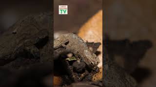 Smalllest Chameleon in the world Brookesia Micra Chameleon Facts chameleon brookesiamicra facts [upl. by Ilrahc149]