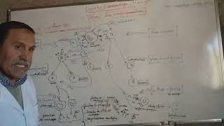 lIMMUNOLOGIE les etapes de la reponse immunitaire humorale et cellulaire [upl. by Doria441]