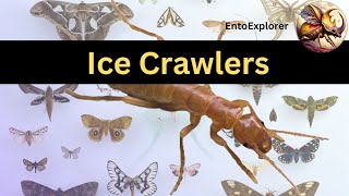 Introduction to Insect Taxonomy and Identification  Part 20  Order Grylloblattodea [upl. by Sanyu]