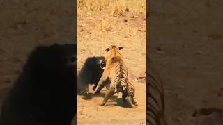 TIGRE PELEA Contra Un OSO 🐅 [upl. by Eceeryt]