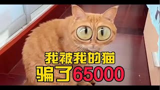 我被我的猫骗了65000块！你见过这样心机的猫么？ [upl. by Litnahs]