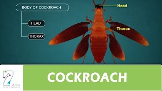 COCKROACH [upl. by Eima]