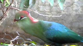 Fischers Turaco [upl. by Jerz]