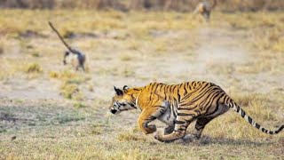 Angry Tigress vs Langoor [upl. by Roseanna]