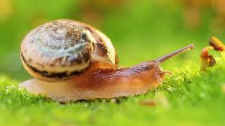 Phylum Mollusca Part 2 Class Gastropoda Slugs and Snails [upl. by Tyoh299]