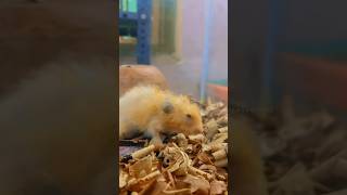 எனக்கு end a ila 🤭  its time to upgrade  hamster tips tamil  balasvoyagem [upl. by Onibla623]