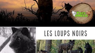 les loups noirs  PARC OMÉGA  La Forêt [upl. by Steiner]