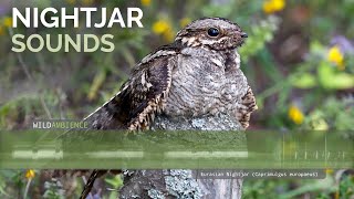 Eurasian Nightjar Call amp Sounds [upl. by Tracie]