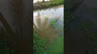 Azolla Farming 1 month [upl. by Nilyarg]