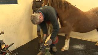 Jimmys Laminitis Story [upl. by Utter]