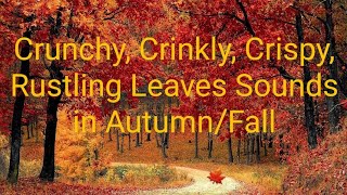 ASMR Crunchy Crinkly Crispy Rustling Leaves Sounds in AutumnFall  Autumn Backdrop no visuals [upl. by Notgnihsaw]