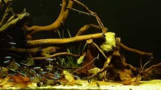 Amazon Biotope Pterophyllum sp Rio Nanay [upl. by Yntruoc]