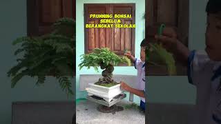 Prunning bonsai inspirasibonsai [upl. by Brandon]