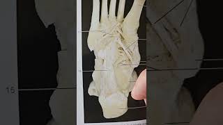 Anatomy Quizz Part 42 ligament ligament foot feet lowerlimb physiotherapy [upl. by Kev]