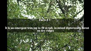 Dipterocarpus caudatus Top  5 Facts [upl. by Naawaj]