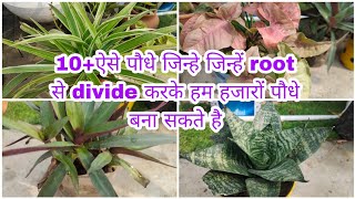 10 ऐसे पौधे जिन्हे आप रूट से divide करने अनेक बनासकते हो ll 10 plant that you can propogate easy [upl. by Eillas]