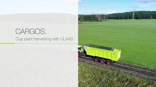 CARGOS Cup plant harvesting with CLAAS  2017 [upl. by Haeli]