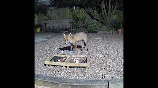 A fox collecting chicken from the water bath [upl. by Rainger]