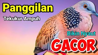 SUARA BURUNG TEKUKUR gacor merdu ini ahlinya bikin semua TEKUKUR gacor nyaut [upl. by Genovera]