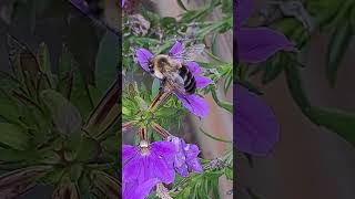 Busy Bee pollinator at work in Port Carling ON Canada on October 3 2024 [upl. by Clareta]