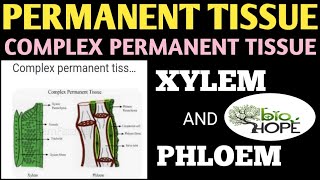 COMPLEX PERMANENT TISSUE [upl. by Michaela]