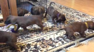 Hannoverscher Schweisshund puppies 5 weeks [upl. by Engedus572]