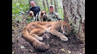 Outdoor Quest Ep12 2022 British Columbia Cougar on Vancouver Island [upl. by Yrallih]