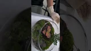 Korea Tour Moss potting experience TerrariumWardian CaseVivarium Class [upl. by Doniv]