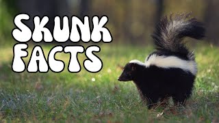 Skunk Facts You Didnt Know The Truth About Skunks [upl. by Nylicaj]