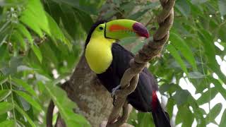 Lets know about an iconic beautiful bird Keelbilled Toucan  Birdlife  Wildlife  Nature  Birds [upl. by Inar]