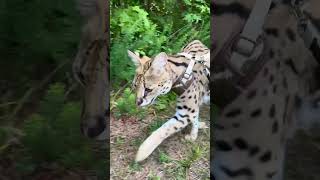 Leash Walk with a Serval serval servalcats [upl. by Wernda]