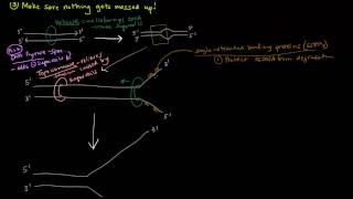 DNA Replication Part 3 of 3  The Enzymes and The Replication Fork [upl. by Eliathan]