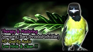 Samyong Song  Bare throated Whistler Pachycephala nudigula HD Audio for Therapy amp Bird Mastering [upl. by Aseneg]