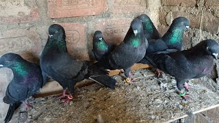 Hare Shahjahanpuri Pigeon shauk k liye [upl. by Eneliak]