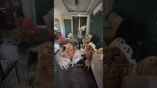 All of the 20 Pomeranians barking They’re all excited shorts pomeranian barking viral trending [upl. by Iznekcam933]