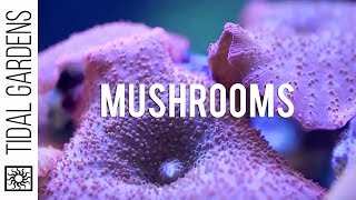 Mushroom Corals [upl. by Nezam]