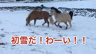 滅多に降らない雪にテンションが上がって走り回る馬たちが可愛い【長崎県】 [upl. by Aryl]