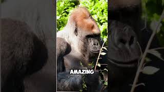 Teaching Gorillas Human Language – Shocking Insights from Sign Language Studies [upl. by Ynnej427]