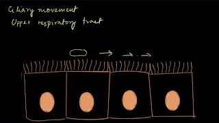 Types of movement  Locomotion and movement  Biology  Khan Academy [upl. by Careaga140]