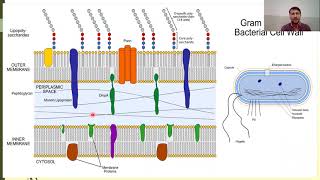 Bacterial Cell wall composition  Gram positive and Gram negative Bacteria  Peptidoglycan [upl. by Shanley]