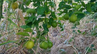 efectos de la falta de agua en los limones [upl. by Aitnecserc]