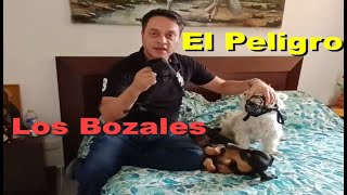 El Peligro de los Bozales para tu Perro [upl. by Dannica]