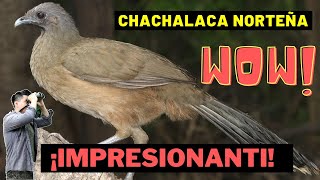 Chachalaca Norteña  Plain Chachalaca ¿Cómo la identifico [upl. by Pirbhai486]