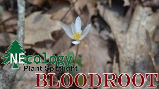 NEcology Plant Spotlight  Bloodroot [upl. by Burt841]