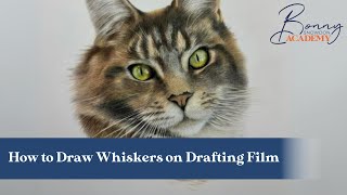 How to Draw Whiskers on Drafting Film  Coloured Pencil Techniques [upl. by Janaye]